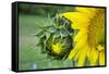 Sunflower, Vermont, USA-Lisa S. Engelbrecht-Framed Stretched Canvas