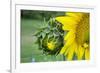 Sunflower, Vermont, USA-Lisa S. Engelbrecht-Framed Photographic Print