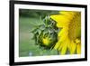 Sunflower, Vermont, USA-Lisa S. Engelbrecht-Framed Photographic Print