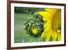 Sunflower, Vermont, USA-Lisa S. Engelbrecht-Framed Premium Photographic Print