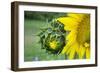 Sunflower, Vermont, USA-Lisa S. Engelbrecht-Framed Photographic Print