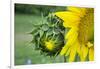 Sunflower, Vermont, USA-Lisa S. Engelbrecht-Framed Photographic Print