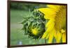 Sunflower, Vermont, USA-Lisa S. Engelbrecht-Framed Photographic Print