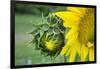 Sunflower, Vermont, USA-Lisa S. Engelbrecht-Framed Photographic Print