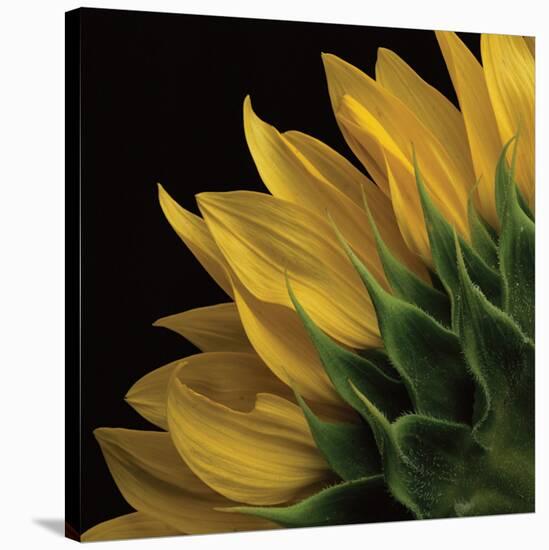 Sunflower VI-Danny Burk-Stretched Canvas