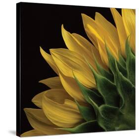 Sunflower VI-Danny Burk-Stretched Canvas