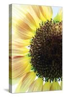 Sunflower VI-Tammy Putman-Stretched Canvas