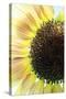 Sunflower VI-Tammy Putman-Stretched Canvas