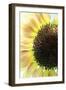 Sunflower VI-Tammy Putman-Framed Photographic Print