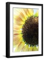 Sunflower VI-Tammy Putman-Framed Photographic Print