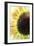 Sunflower VI-Tammy Putman-Framed Photographic Print