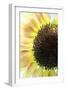 Sunflower VI-Tammy Putman-Framed Photographic Print