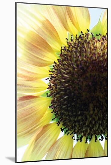 Sunflower VI-Tammy Putman-Mounted Photographic Print