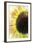 Sunflower VI-Tammy Putman-Framed Photographic Print