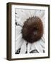 Sunflower White-Heidi Bannon-Framed Photo