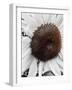 Sunflower White-Heidi Bannon-Framed Photo