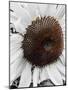 Sunflower White-Heidi Bannon-Mounted Photo