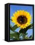 Sunflower with Bees, Santa Barbara, California, USA-Savanah Stewart-Framed Stretched Canvas