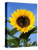 Sunflower with Bees, Santa Barbara, California, USA-Savanah Stewart-Stretched Canvas
