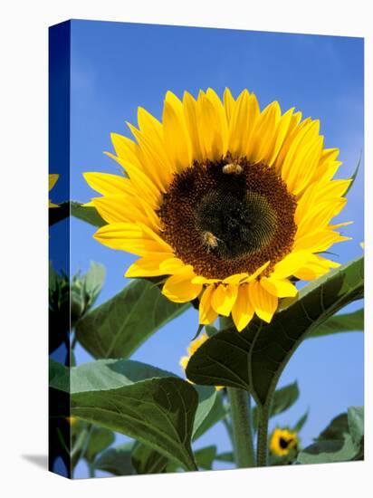 Sunflower with Bees, Santa Barbara, California, USA-Savanah Stewart-Stretched Canvas