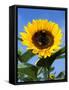 Sunflower with Bees, Santa Barbara, California, USA-Savanah Stewart-Framed Stretched Canvas