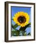 Sunflower with Bees, Santa Barbara, California, USA-Savanah Stewart-Framed Photographic Print