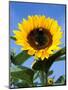 Sunflower with Bees, Santa Barbara, California, USA-Savanah Stewart-Mounted Photographic Print