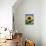 Sunflower with Bees, Santa Barbara, California, USA-Savanah Stewart-Photographic Print displayed on a wall