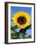 Sunflower with Bees, Santa Barbara, California, USA-Savanah Stewart-Framed Photographic Print