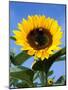 Sunflower with Bees, Santa Barbara, California, USA-Savanah Stewart-Mounted Photographic Print