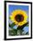 Sunflower with Bees, Santa Barbara, California, USA-Savanah Stewart-Framed Photographic Print