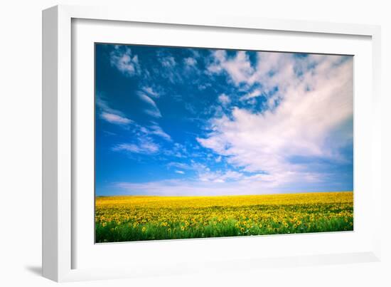 Sunflower with Blue Sky and Beautiful Sun / Sunflower-Ruslan Ivantsov-Framed Photographic Print