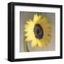 Sunflower-Erin Clark-Framed Art Print