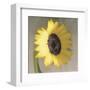 Sunflower-Erin Clark-Framed Art Print