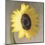 Sunflower-Erin Clark-Mounted Art Print