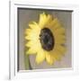 Sunflower-Erin Clark-Framed Art Print