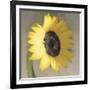 Sunflower-Erin Clark-Framed Art Print