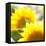 Sunflower-Nicole Katano-Framed Stretched Canvas