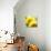 Sunflower-Nicole Katano-Stretched Canvas displayed on a wall