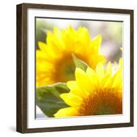 Sunflower-Nicole Katano-Framed Photo