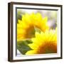 Sunflower-Nicole Katano-Framed Photo