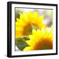 Sunflower-Nicole Katano-Framed Photo