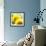 Sunflower-Nicole Katano-Framed Photo displayed on a wall
