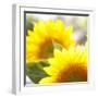 Sunflower-Nicole Katano-Framed Photo