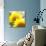Sunflower-Nicole Katano-Photo displayed on a wall