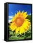 Sunflower-null-Framed Stretched Canvas