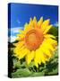 Sunflower-null-Stretched Canvas