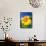 Sunflower-null-Framed Stretched Canvas displayed on a wall