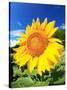 Sunflower-null-Stretched Canvas