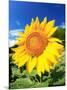 Sunflower-null-Mounted Premium Photographic Print